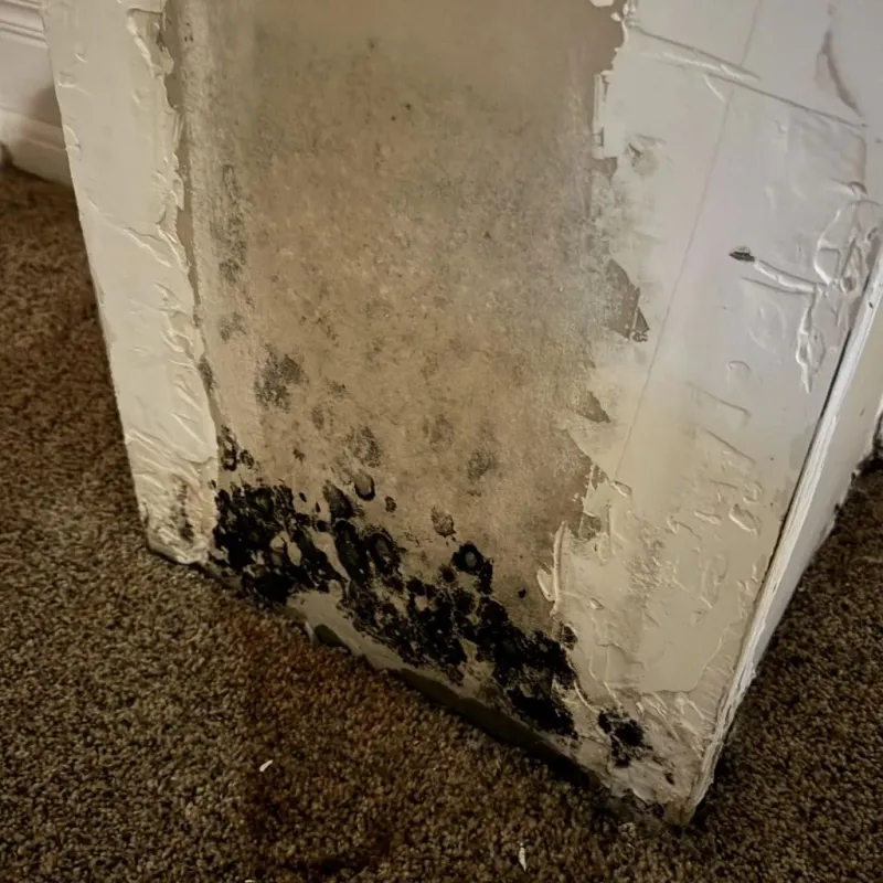 Professional Mold Removal in West Jordan, UT